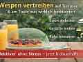Tipps gegen Wespen: Essen abdecken, Gerüche umlenken, Ruhe bewahren. So vertreiben Sie Wespen effektiv vom Tisch.