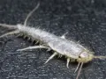Nahaufnahme eines Silberfischchens, das auf dunklem Untergrund krabbelt. Ein nützlicher Hinweis für hausmittel gegen silberfische.