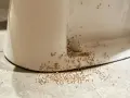 Ameiseninvasion am Toilettenrand! Was tun gegen Ameisen in der Wohnung? Diese kleinen Krabbler sind überall.
