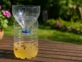 Selbstgemachte Wespenfalle aus einer PET-Flasche mit süßer Flüssigkeit, die viele Wespen gefangen hat. Ein einfaches Hausmittel gegen lästige Insekten.