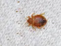 Nahaufnahme einer Bettwanze auf weißem Stoff. So können Sie Bettwanzen erkennen: kleine, braune, flache Insekten mit sechs Beinen.