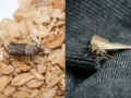Zwei Arten von Lebensmittelmotten: eine dunkle auf Haferflocken, eine helle auf dunklem Stoff.