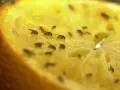 Viele Fruchtfliegen tummeln sich auf einem Stück Obst. Ein wahres fruchtfliegen-nest finden, wenn man nicht aufpasst.