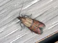 Eine braun-gemusterte Motte mit langen Fühlern ruht auf einer Holzoberfläche. Ein unerwünschter Gast, der auf Motten in der Wohnung hinweist.