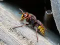 Eine Hornisse mit gelbem Kopf und schwarz-gelbem Hinterleib sitzt auf Holz. Tipps zur Hornissenvertreibung sind hier nicht zu sehen.
