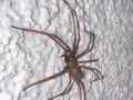 Große Spinne klettert an weißer, strukturierter Wand. Was tun gegen Spinnen im Haus?