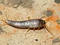 Ein Silberfischchen krabbelt über eine feuchte Oberfläche. Diese kleinen Insekten sind häufige Gäste, wenn Silberfische im Haus sind.