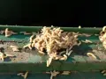 Ein Haufen Maden auf einer grünen Kante. Ein unappetitlicher Fund, der auf Maden in der Wohnung hindeutet.