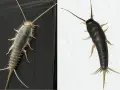 Zwei Silberfische: einer silbrig-grau mit vielen feinen Härchen, der andere dunkelgrau. Sie zeigen, wie sehen silberfische aus.