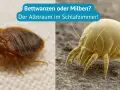 Bettwanzen und Milben: Der Albtraum im Schlafzimmer. Beide können unangenehme Stiche verursachen.