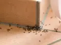 Ameisenkolonie krabbelt über Fliesen. Vielleicht hilft Backpulver gegen Ameisen, um sie loszuwerden.