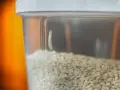 Ein kleiner weißer Wurm klettert an der Innenseite eines Behälters mit Sesamkörnern. So kann man Motten im Mehl erkennen.