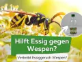 Eine Wespe sitzt auf einer Blüte. Daneben eine Flasche Essigessenz. Hilft Essig gegen Wespen? Ja, der Essiggeruch vertreibt sie.