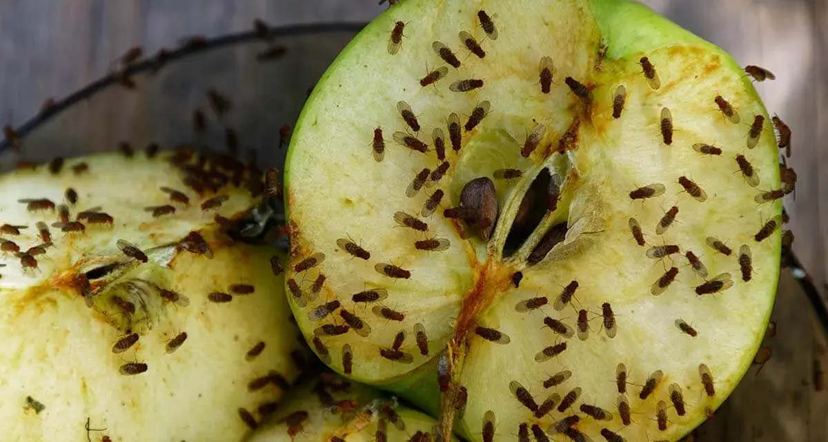 Schnittäpfel sind ein Paradies für Fruchtfliegen. Hier sind einige Tipps, wie Sie Fruchtfliegen beseitigen können.