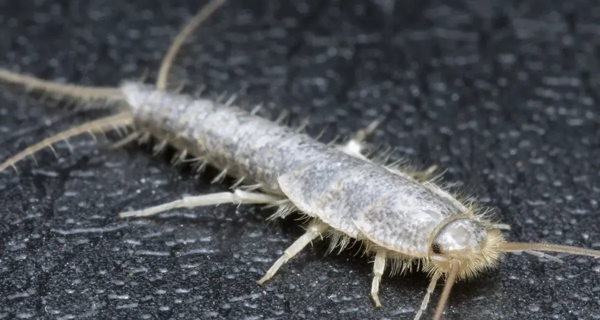 Nahaufnahme eines Silberfischchens, das auf dunklem Untergrund krabbelt. Ein nützlicher Hinweis für hausmittel gegen silberfische.