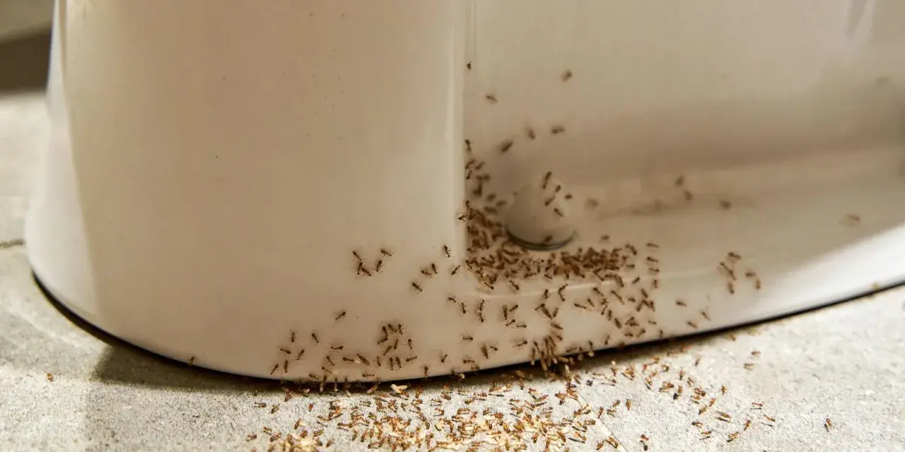 Ameiseninvasion am Toilettenrand! Was tun gegen Ameisen in der Wohnung? Diese kleinen Krabbler sind überall.