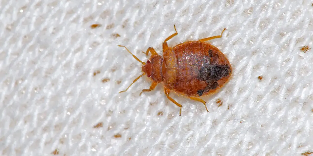 Nahaufnahme einer Bettwanze auf weißem Stoff. So können Sie Bettwanzen erkennen: kleine, braune, flache Insekten mit sechs Beinen.