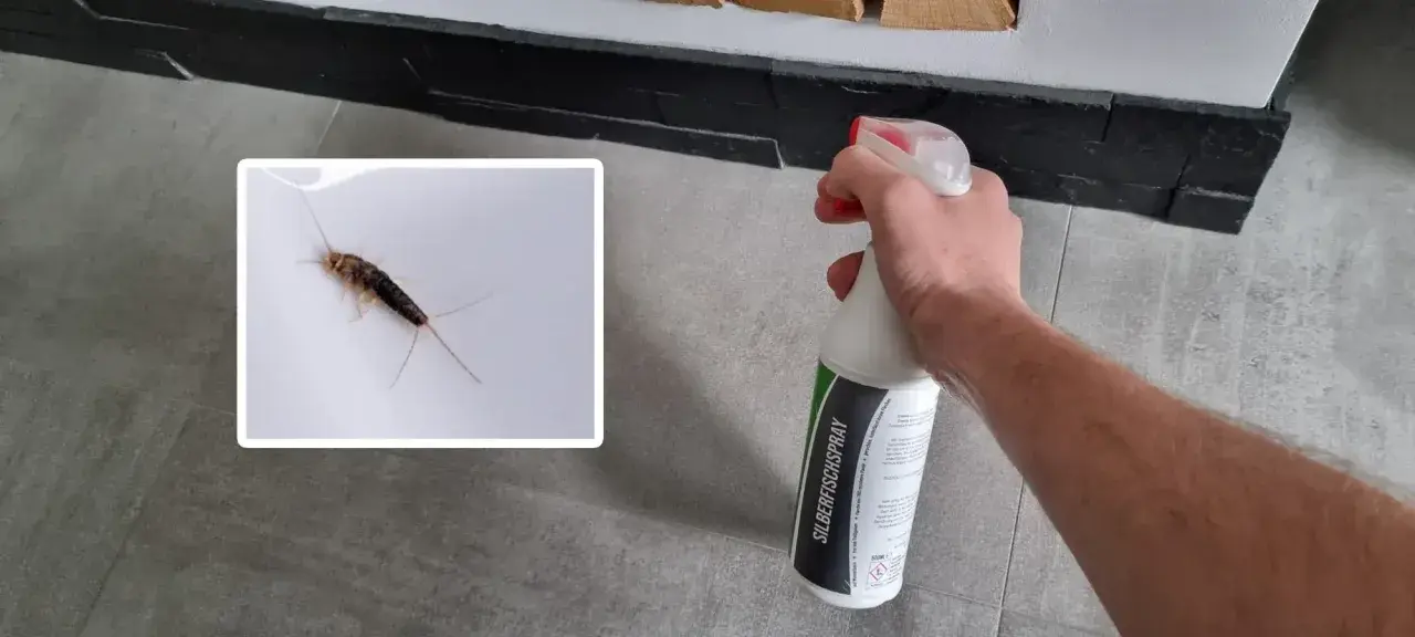 Ein Silberfischchen auf weißem Untergrund, daneben eine Hand mit Sprühflasche "SILBERFISCHSPRAY". Bekämpfung von Silberfischchen und deren Kot.