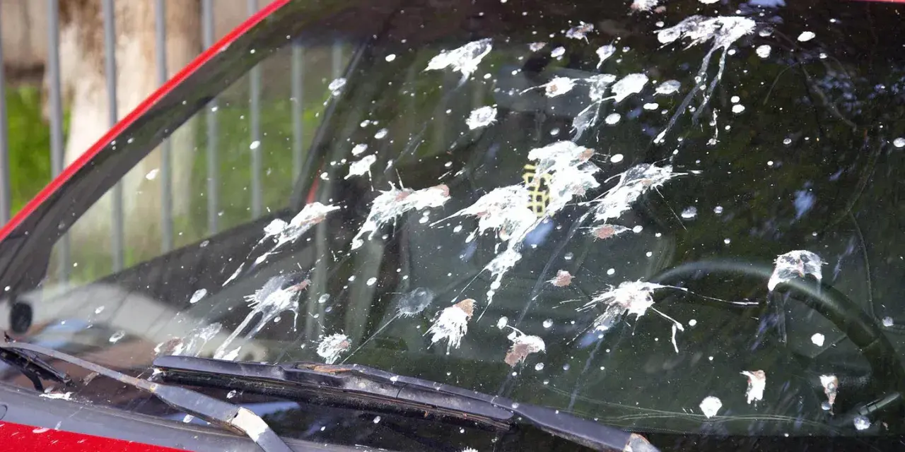 Windschutzscheibe eines roten Autos mit vielen frischen Vogelkot-Flecken. Das Entfernen von Vogelkot ist dringend nötig.
