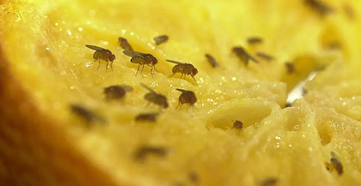 Viele Fruchtfliegen tummeln sich auf einem Stück Obst. Ein wahres fruchtfliegen-nest finden, wenn man nicht aufpasst.