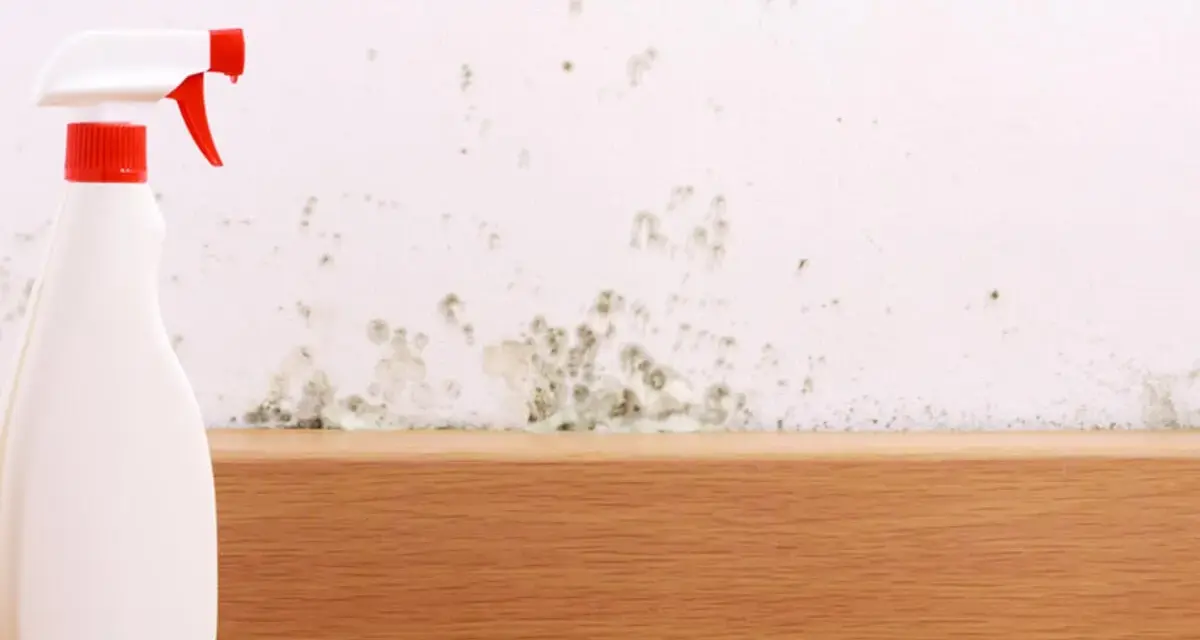 Sprühflasche bereit, um Stockflecken an der Wand zu entfernen.