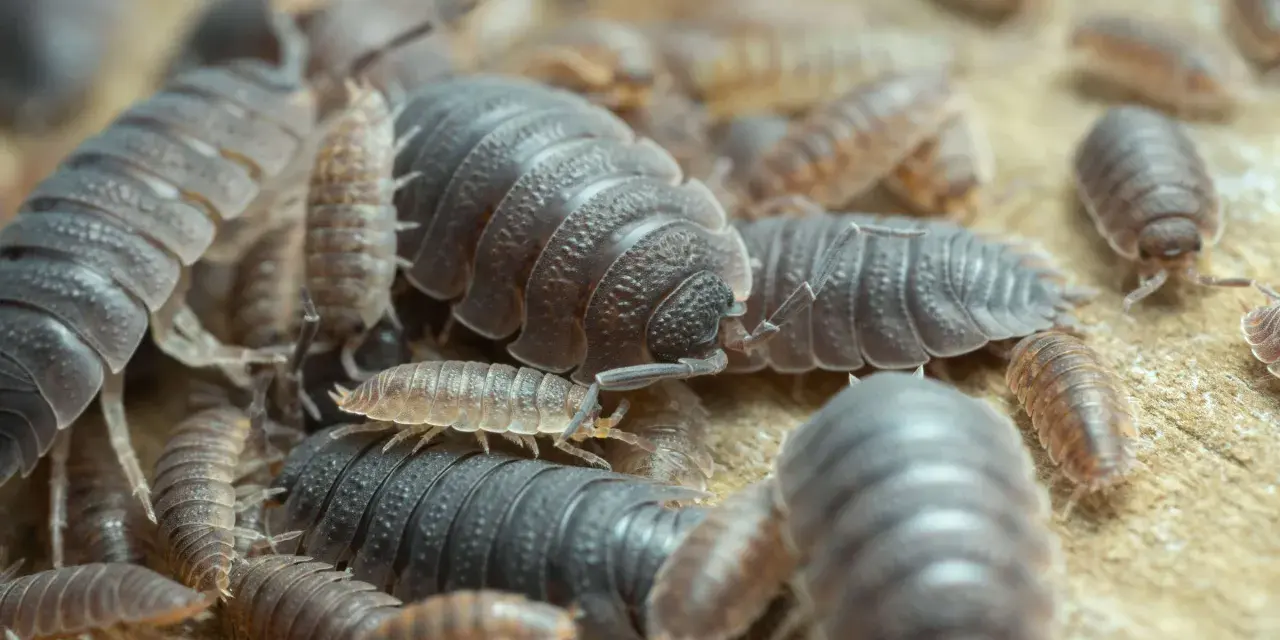Eine Gruppe von Kellerasseln krabbelt auf einer Holzoberfläche. Sie sind kleine, segmentierte Krebstiere, die oft in feuchten Umgebungen wie Kellern zu finden sind.