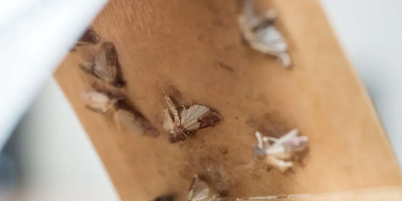 Kleine Motten kleben an einem braunen Klebestreifen. Sie sind ein Zeichen für einen Befall, der auch durch Lebensmittelmotten Kot verursacht werden kann.