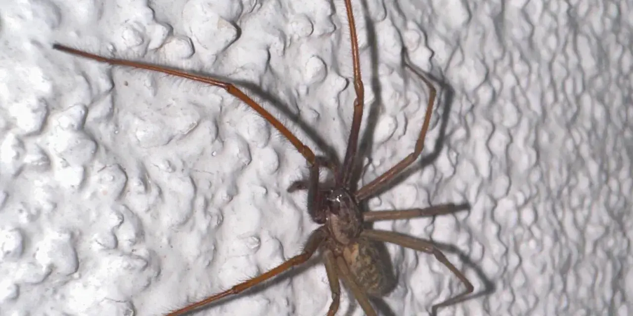 Große Spinne klettert an weißer, strukturierter Wand. Was tun gegen Spinnen im Haus?