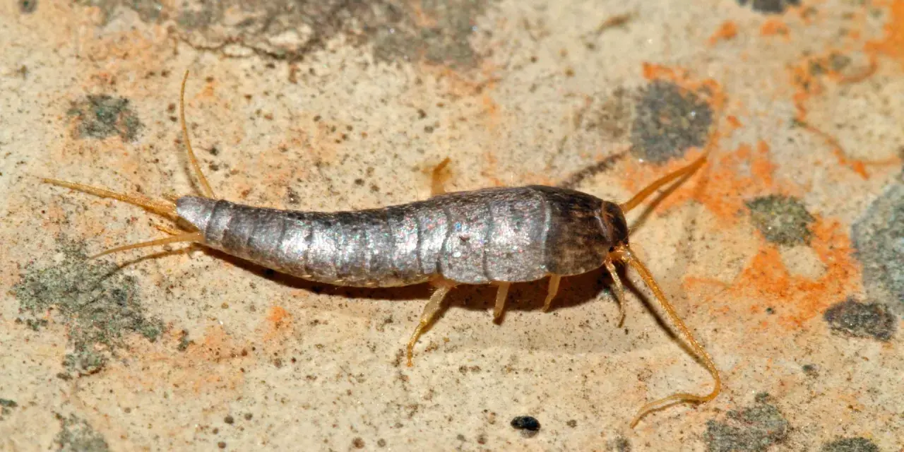 Ein Silberfischchen krabbelt über eine feuchte Oberfläche. Diese kleinen Insekten sind häufige Gäste, wenn Silberfische im Haus sind.