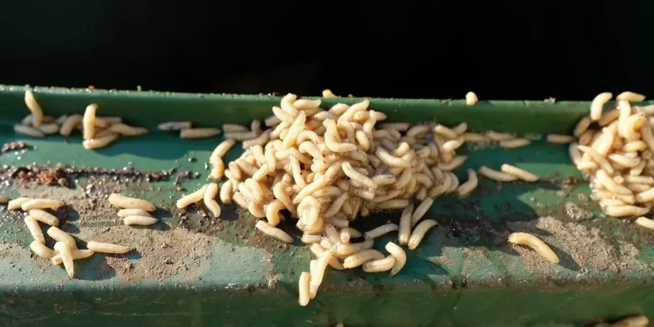 Ein Haufen Maden auf einer grünen Kante. Ein unappetitlicher Fund, der auf Maden in der Wohnung hindeutet.