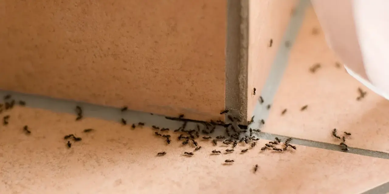 Ameisenkolonie krabbelt über Fliesen. Vielleicht hilft Backpulver gegen Ameisen, um sie loszuwerden.