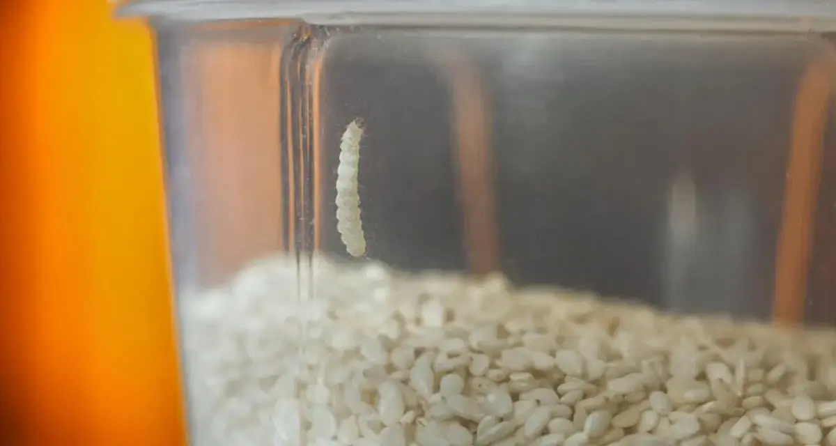 Ein kleiner weißer Wurm klettert an der Innenseite eines Behälters mit Sesamkörnern. So kann man Motten im Mehl erkennen.