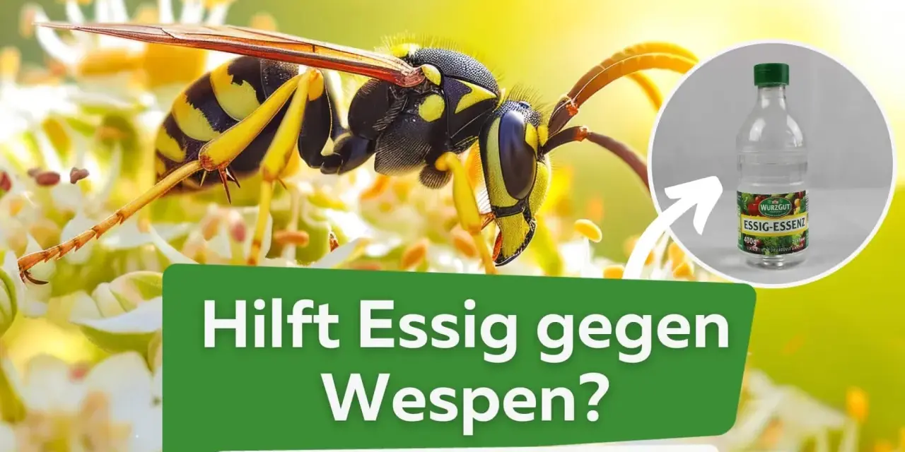 Eine Wespe sitzt auf einer Blüte. Daneben eine Flasche Essigessenz. Hilft Essig gegen Wespen? Ja, der Essiggeruch vertreibt sie.