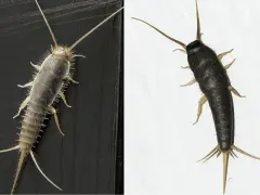 Zwei Silberfische: einer silbrig-grau mit vielen feinen Härchen, der andere dunkelgrau. Sie zeigen, wie sehen silberfische aus.