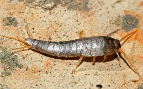 Silberfischchen auf steinigem Untergrund. Die Frage, wie lange dauert es silberfische ausrotten, beschäftigt viele.