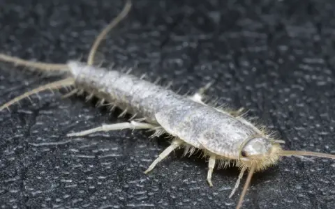 Nahaufnahme eines Silberfischchens, das auf dunklem Untergrund krabbelt. Ein nützlicher Hinweis für hausmittel gegen silberfische.