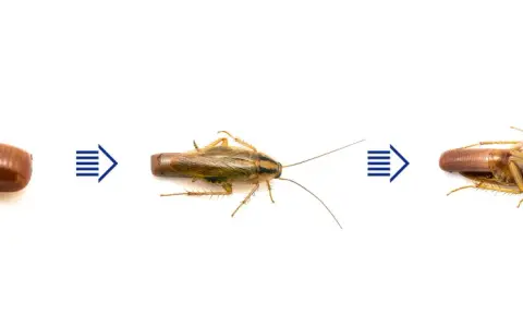 Kakerlaken-Eier entwickeln sich zu Kakerlaken, die dann sterben und wie Kot aussehen.