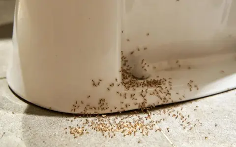 Ameiseninvasion am Toilettenrand! Was tun gegen Ameisen in der Wohnung? Diese kleinen Krabbler sind überall.