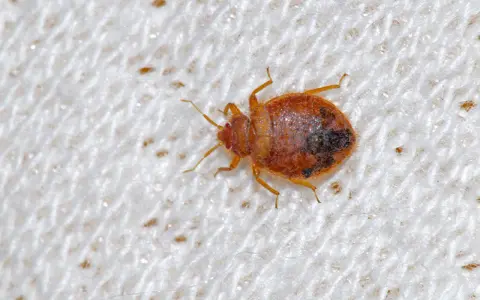 Nahaufnahme einer Bettwanze auf weißem Stoff. So können Sie Bettwanzen erkennen: kleine, braune, flache Insekten mit sechs Beinen.