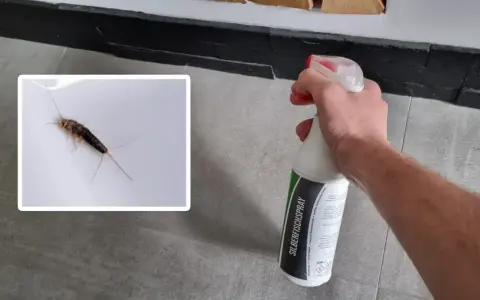 Ein Silberfischchen auf weißem Untergrund, daneben eine Hand mit Sprühflasche "SILBERFISCHSPRAY". Bekämpfung von Silberfischchen und deren Kot.