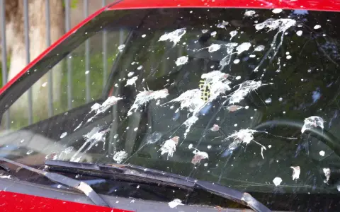 Windschutzscheibe eines roten Autos mit vielen frischen Vogelkot-Flecken. Das Entfernen von Vogelkot ist dringend nötig.