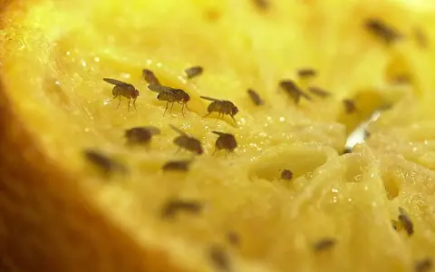 Viele Fruchtfliegen tummeln sich auf einem Stück Obst. Ein wahres fruchtfliegen-nest finden, wenn man nicht aufpasst.