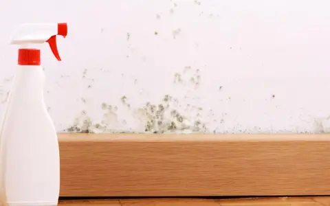 Sprühflasche bereit, um Stockflecken an der Wand zu entfernen.