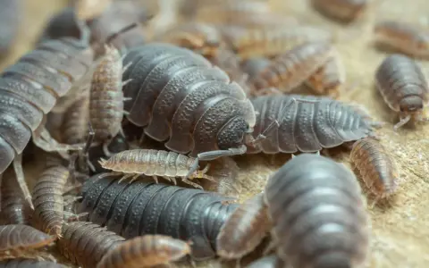 Eine Gruppe von Kellerasseln krabbelt auf einer Holzoberfläche. Sie sind kleine, segmentierte Krebstiere, die oft in feuchten Umgebungen wie Kellern zu finden sind.