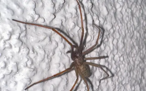 Große Spinne klettert an weißer, strukturierter Wand. Was tun gegen Spinnen im Haus?