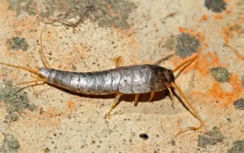 Ein Silberfischchen krabbelt über eine feuchte Oberfläche. Diese kleinen Insekten sind häufige Gäste, wenn Silberfische im Haus sind.