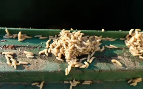 Ein Haufen Maden auf einer grünen Kante. Ein unappetitlicher Fund, der auf Maden in der Wohnung hindeutet.