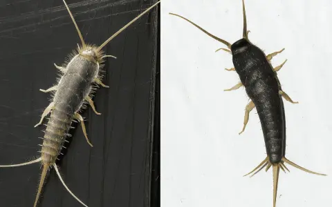 Zwei Silberfische: einer silbrig-grau mit vielen feinen Härchen, der andere dunkelgrau. Sie zeigen, wie sehen silberfische aus.