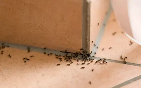 Ameisenkolonie krabbelt über Fliesen. Vielleicht hilft Backpulver gegen Ameisen, um sie loszuwerden.