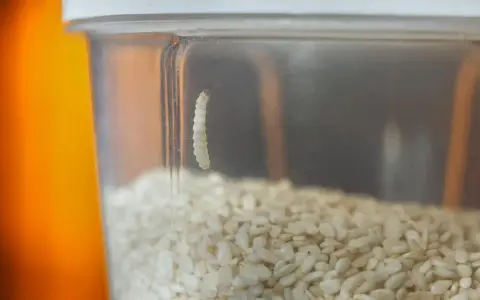 Ein kleiner weißer Wurm klettert an der Innenseite eines Behälters mit Sesamkörnern. So kann man Motten im Mehl erkennen.